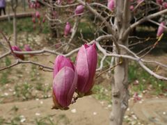 -大兴滨河森林公园