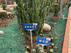 -海上花岛玫瑰园采摘