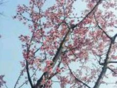 -上海佘山国家森林公园西佘山园