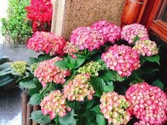 -南山鲜虾面·活鲜小馆·海味大连菜(南山总店)