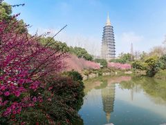 -红梅公园