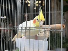 -溪岸路花鸟市场