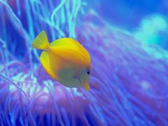 -悉尼海洋生物水族馆
