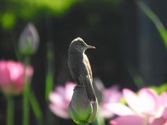 -太阳宫公园