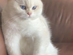 -momokira米努特·德文卷毛猫·棉花面纱犬