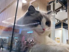 -屋虎猫馆(宝安大仟里店)