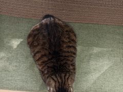 -御宝贝·A梦猫科宠物医院(国际猫友好医院)