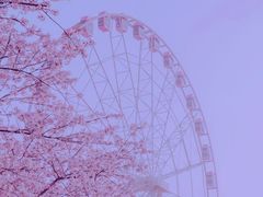 -顾村公园