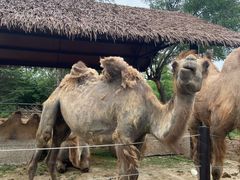 -济南野生动物世界