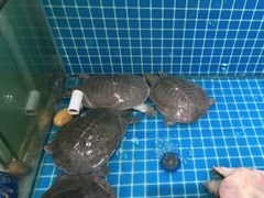 -元银甲·湖北地标美食(汉阳店)