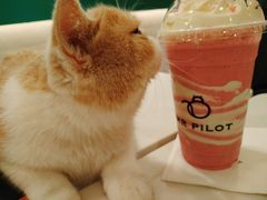 -飞行喵MR PILOT|猫舍·猫咖(静安大融城店)