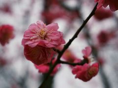 -秀丽东方