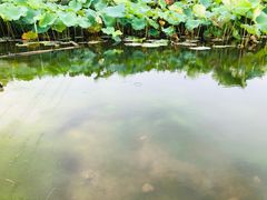 -梁鸿国家湿地公园