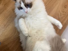 -COLOR PETS 撸猫馆·购猫·猫咖(长风大悦城店)