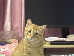 -pd派德宠物中心医院24H急重症·眼科中心·血液透析中心(嵩山北路店)