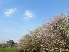 -海珠湖公园