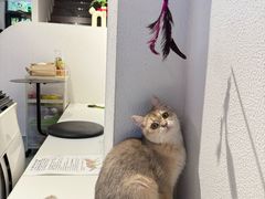 -琪喵猫屋·撸猫猫咖·猫舍