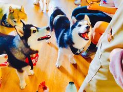-Husky Go! 哈士奇体验馆·宠物咖啡厅狗咖