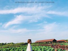 -荷塘月色湿地公园·向阳花洲