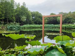 -陈家山荷花公园