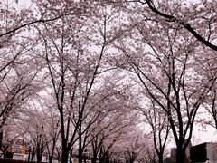 -龙美术馆西岸馆-停车场