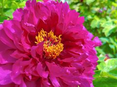 -石家庄市植物园