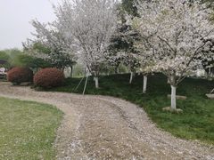 -径山花海