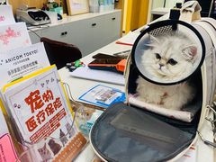 -爱妮康宠物医院·干细胞免疫细胞·肿瘤·心脏(张江店)