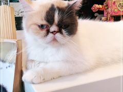 -平行世界·猫咖(首经贸店)