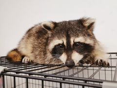 -浣熊柯尔鸭土拨鼠·电玩咖