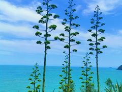 -漳州滨海火山岛自然生态风景区