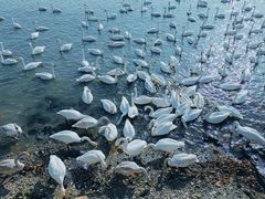-烟墩角天鹅湖