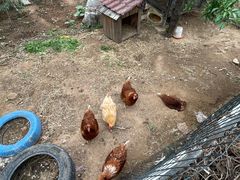 -丽泽山庄·生态怀柔菜·虹鳟鱼(红螺寺店)