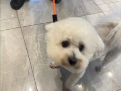 -北京派仕佳德动物医院·超导核磁·CT·神经科·骨科·内外科·急重症管理中心