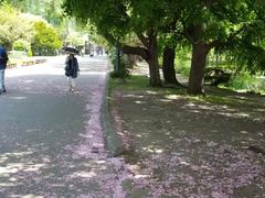 -北海道厅旧本厅舍(旧本庁舎)