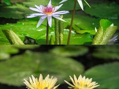 -国家植物园