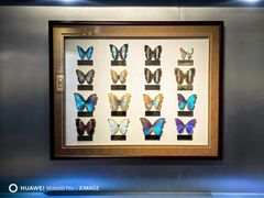 -上海昆虫博物馆