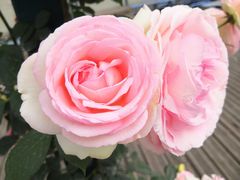 -都江堰玫瑰花溪谷