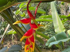 -中国科学院西双版纳热带植物园