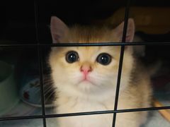 -欣宠猫屋·矮脚拿破仑·蓝金金渐层