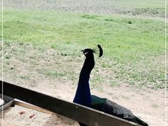 -北京麋鹿生态实验中心