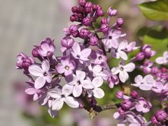 -武清南湖绿博园