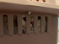 -纳吉亚猫专科动物医院·北北分院