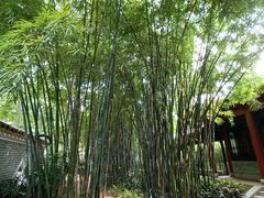 -顺峰山公园