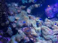 -悉尼海洋生物水族馆