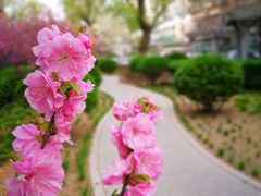 -大益烤鸡