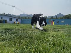 -趣玩宠物乐园寄养训犬训狗游泳池