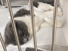 -宠福鑫动物医院·动物疾病诊疗中心(天通苑店)