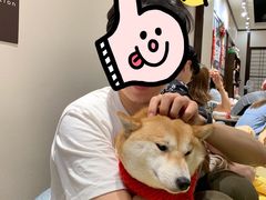 -逗柴咖啡屋·狗咖猫咖宠物桌游