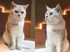 -猫儿山۰猫主题餐厅